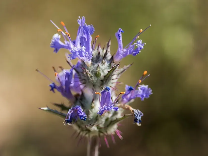 Thistle sage
