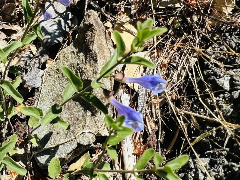 Snapdragon skullcap