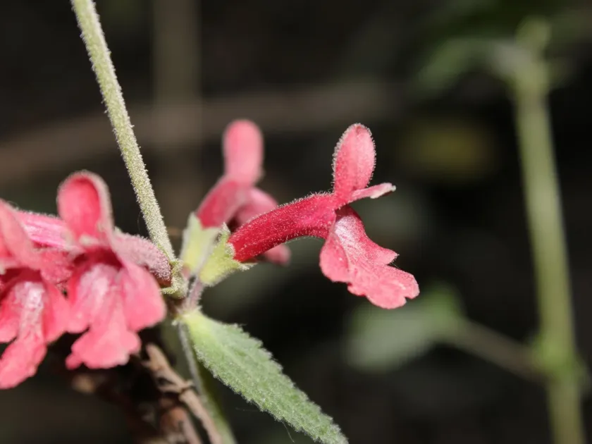 Scarlet Hedgenettle
