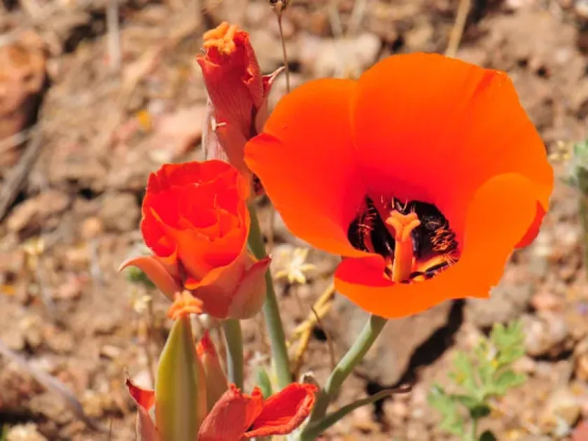 Calochortus kennedyi