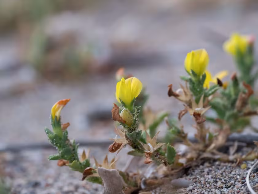 Variegated Restharrow