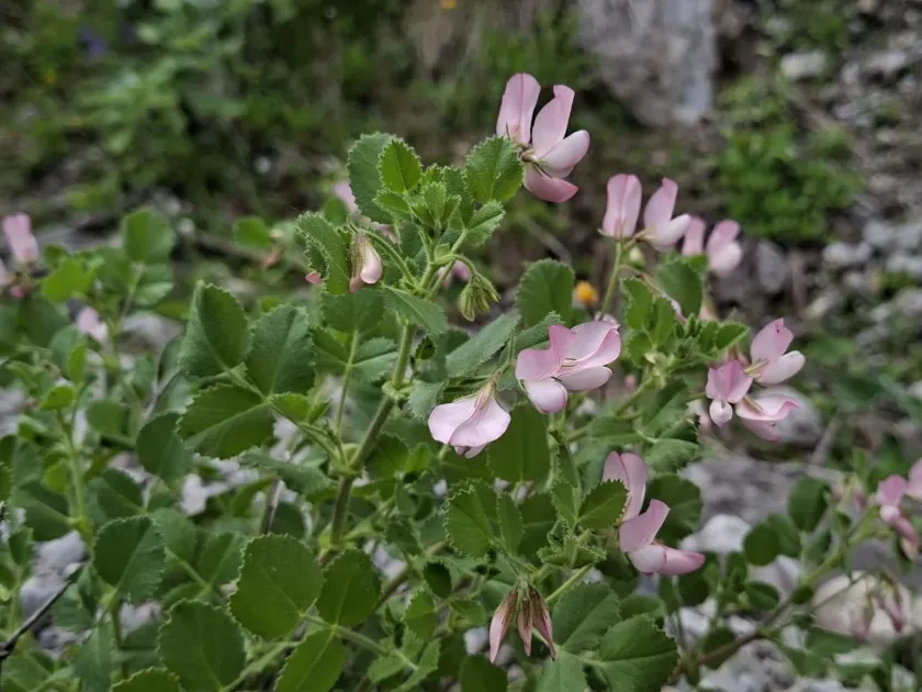 Round-leaved restharrow