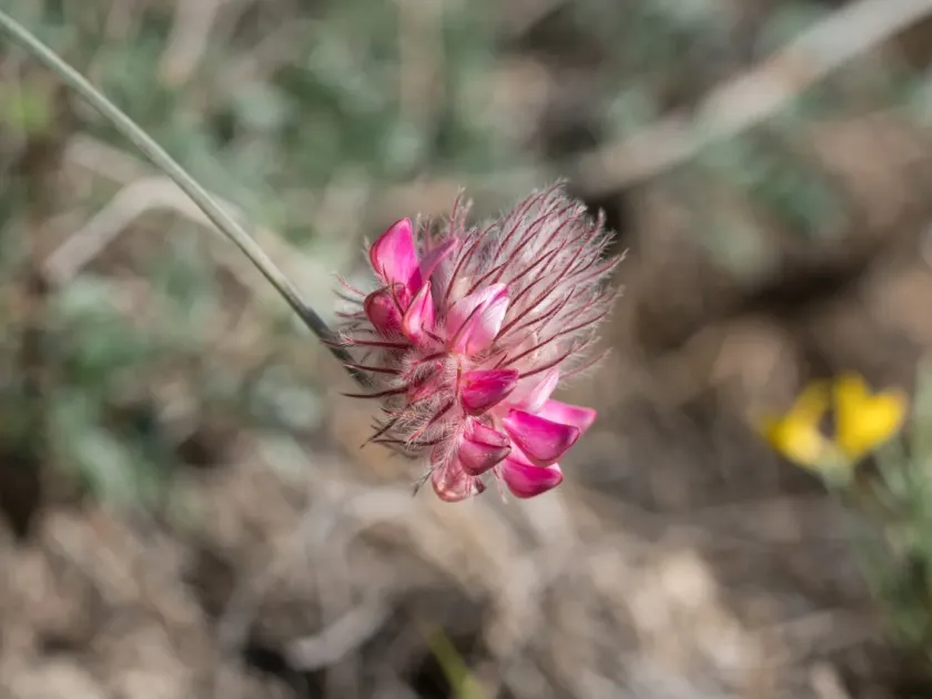 Ebenus sibthorpii