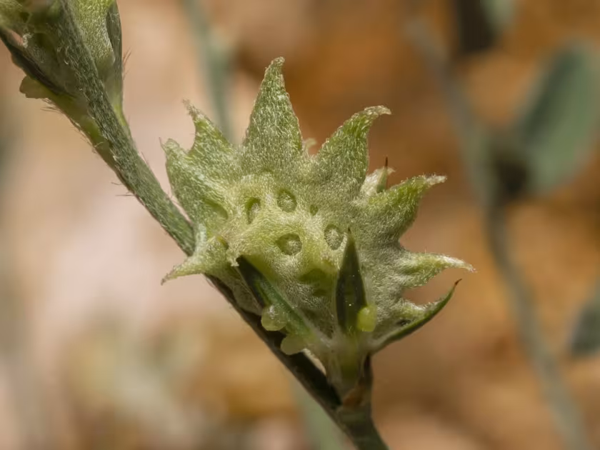 Onobrychis aequidentata