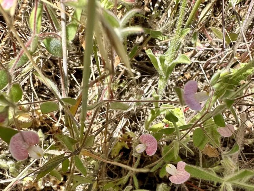 Lotus purshianus