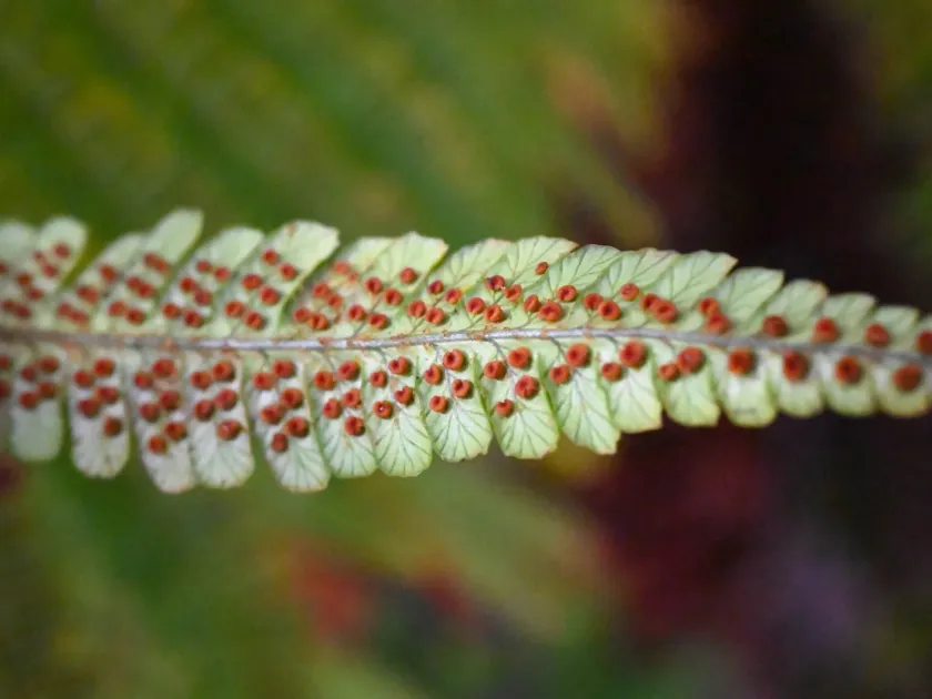 Wallich's wood fern