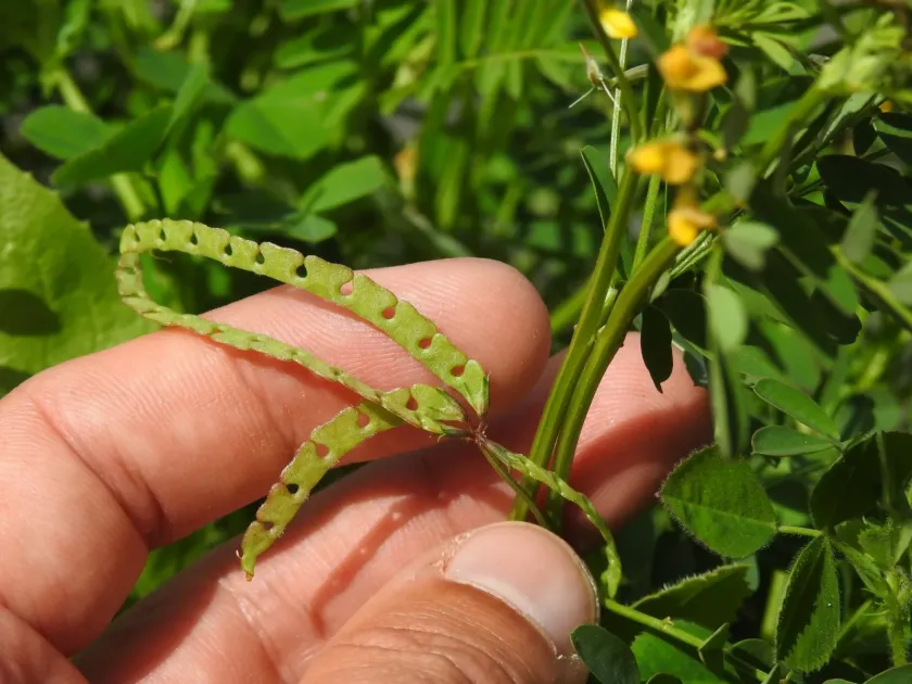 Hippocrepis multisiliquosa