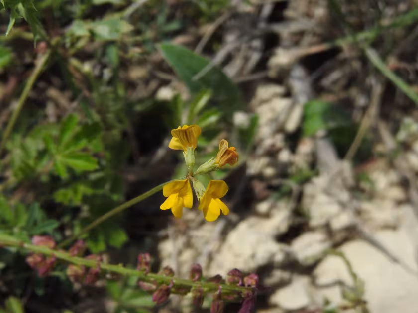 Horseshoe vetch