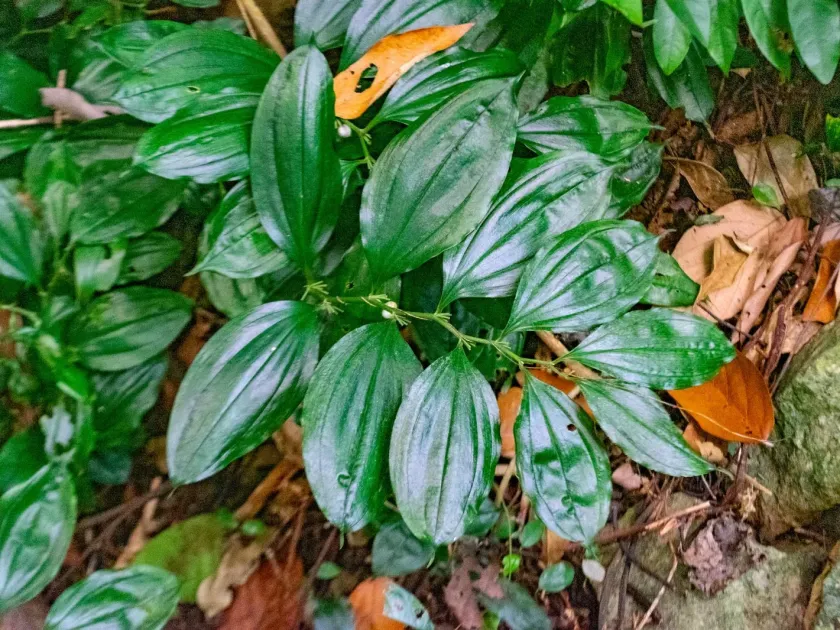 Disporopsis longifolia