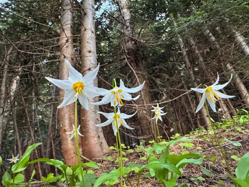 Avalanche lily