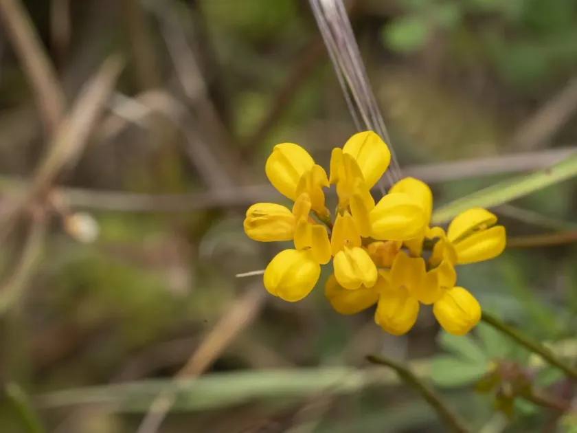 Coronilla rostrata