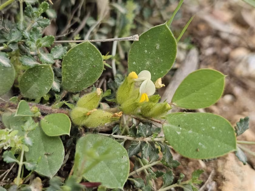 Kidney vetch