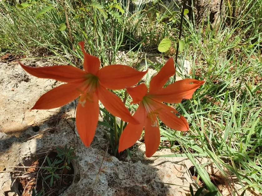 Zephyranthes bifolia