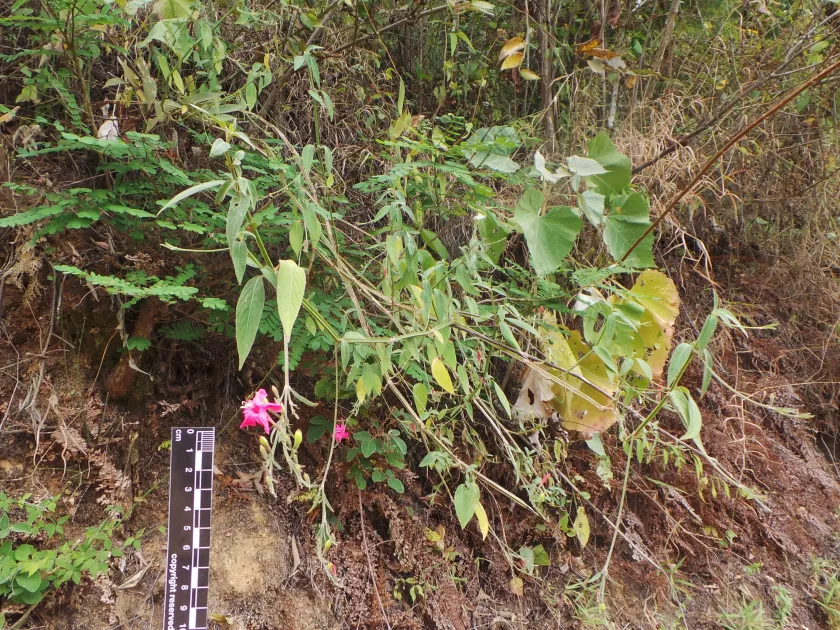 Ruellia pereducta