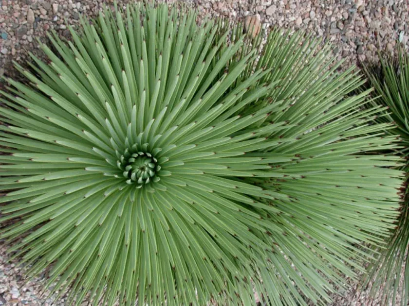 Agave stricta