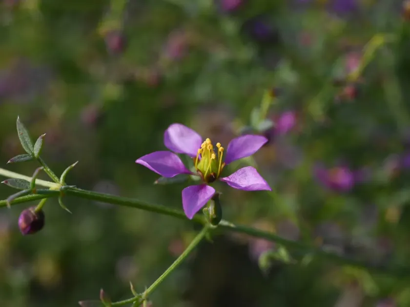 California fagonia