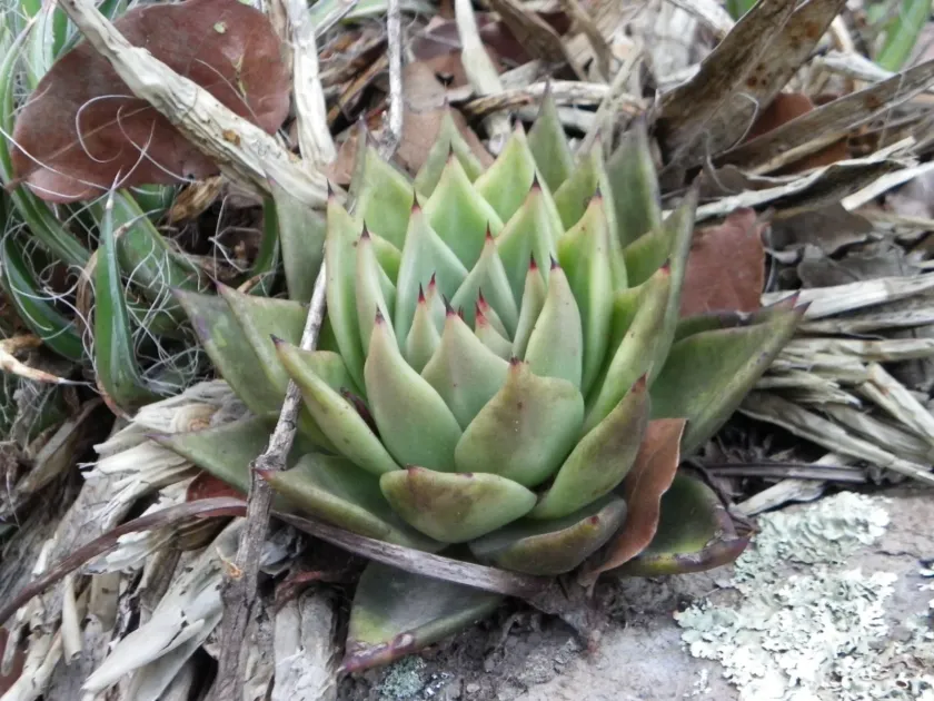 Echeveria agavoides hybrid