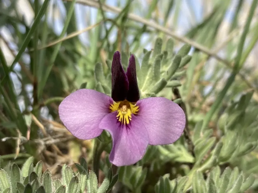 Beckwith's violet