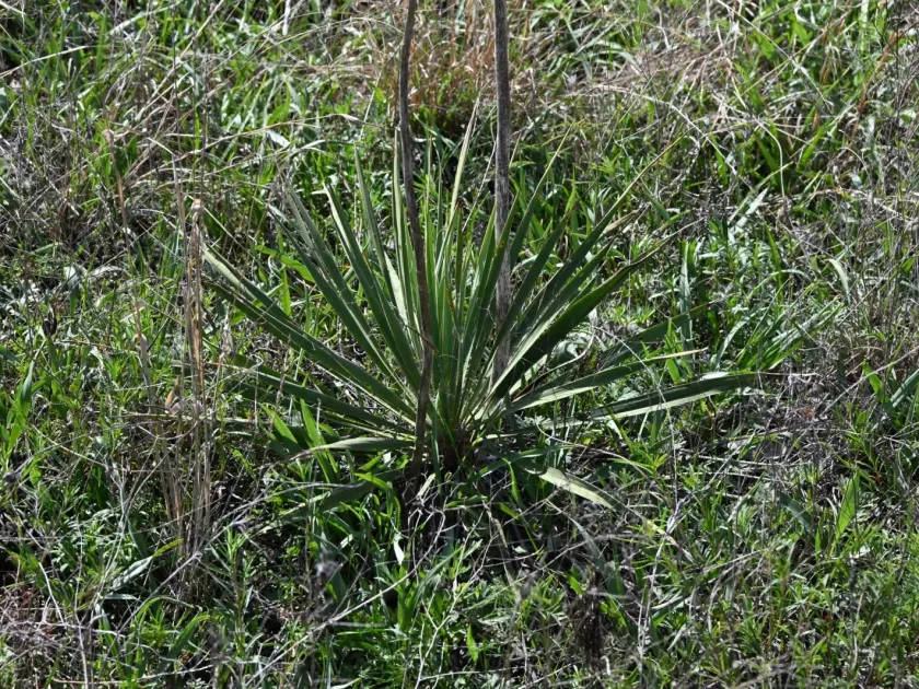 Arkansas yucca