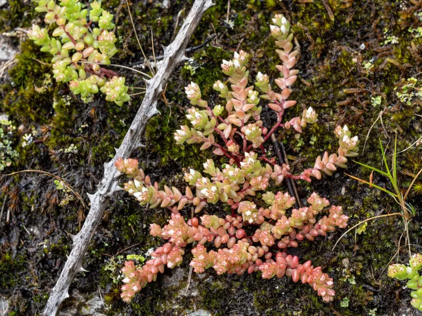 Sand stonecrop