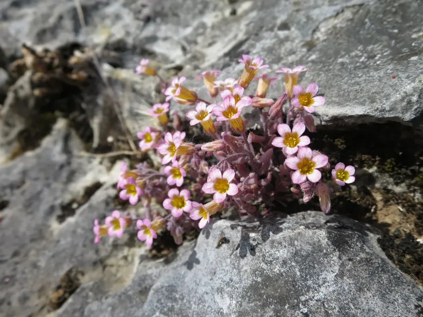 Mucizonia hispida