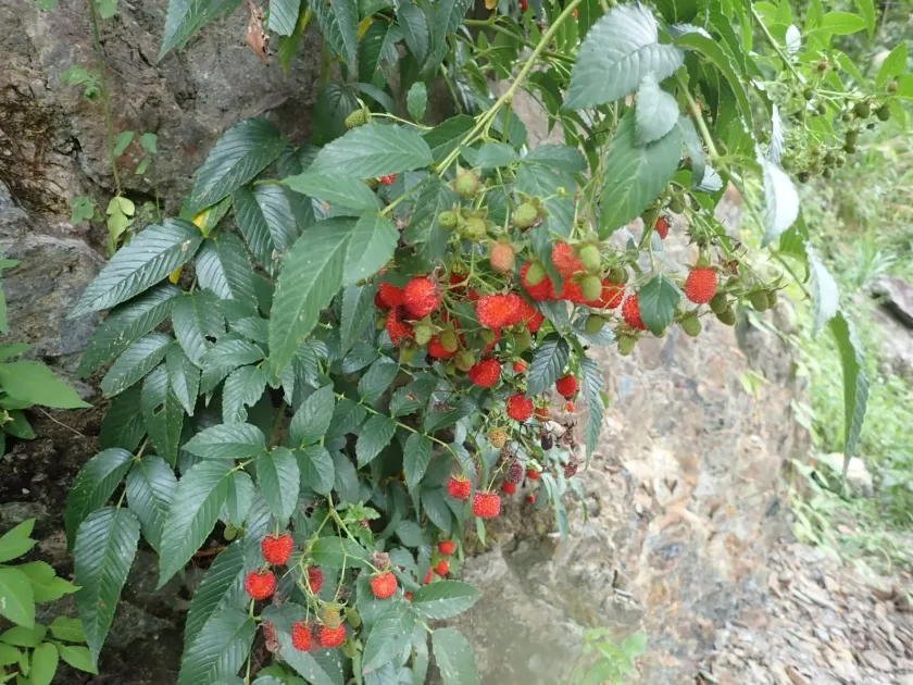 Ash-leaf blackberry