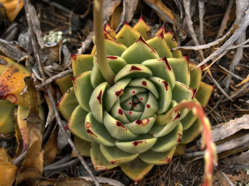 Echeveria agavoides x coccinea