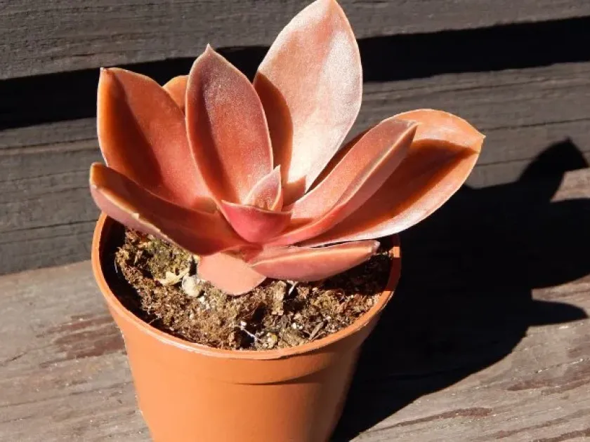 Echeveria atropurpurea