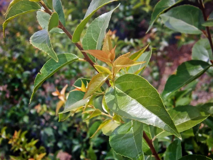 Xylosma schaefferioides