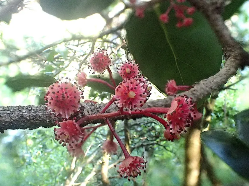 Xylosma crenatum