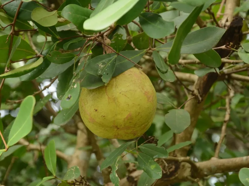 Xylocarpus granatum