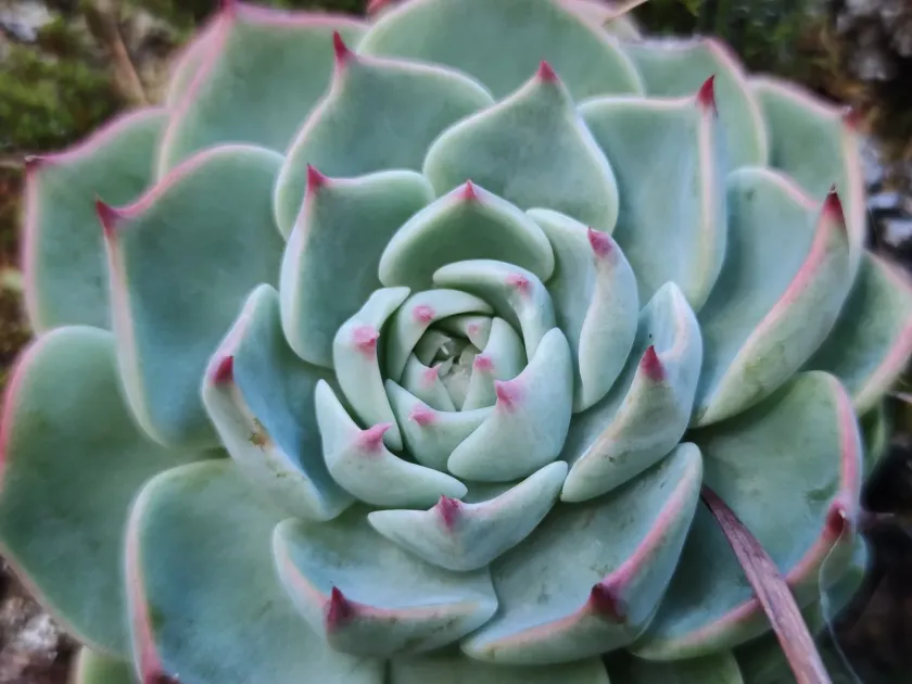 Echeveria chihuahuaensis