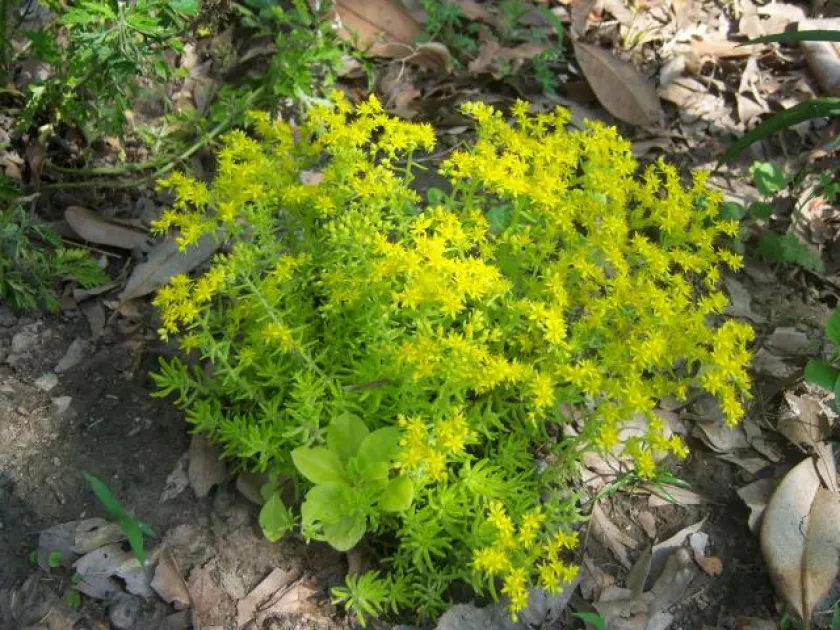 Mexican stonecrop