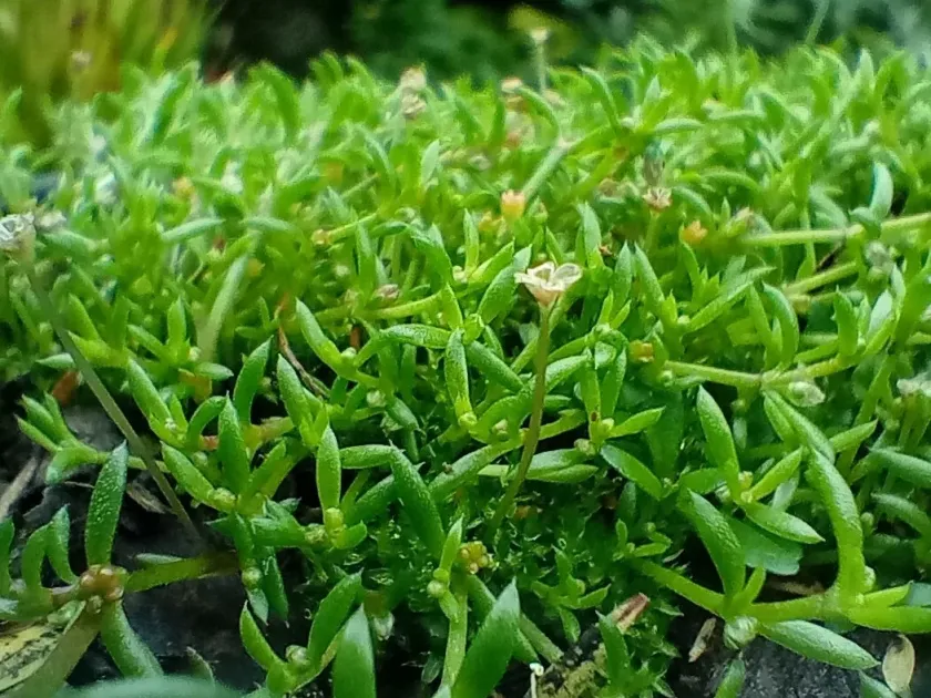 Крассула педункулярис