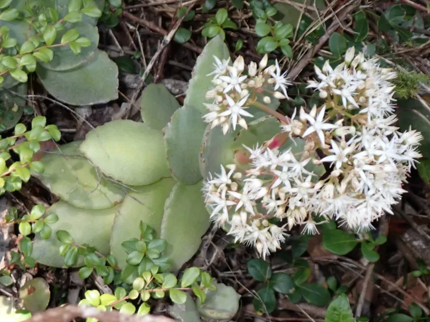 Milkweed Crassula