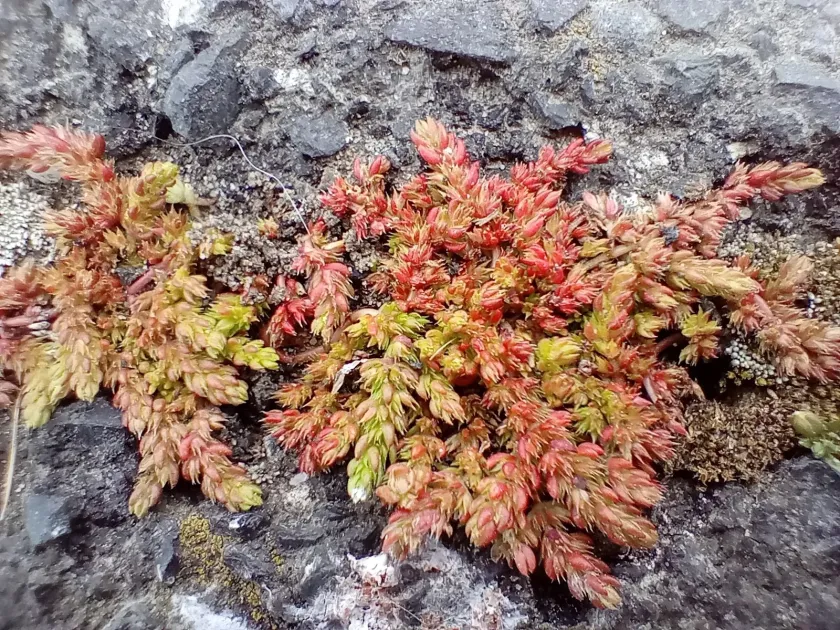 Winged Crassula