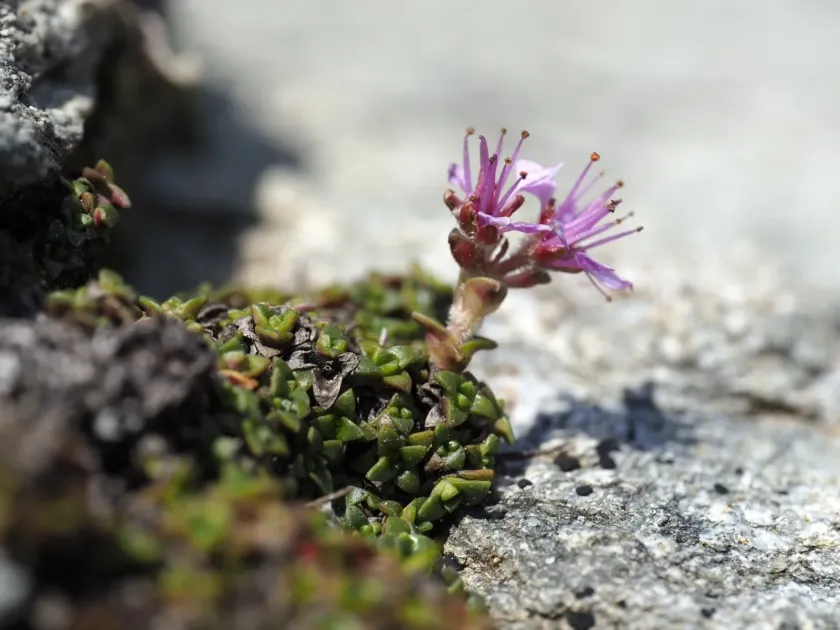 Saxifraga retusa