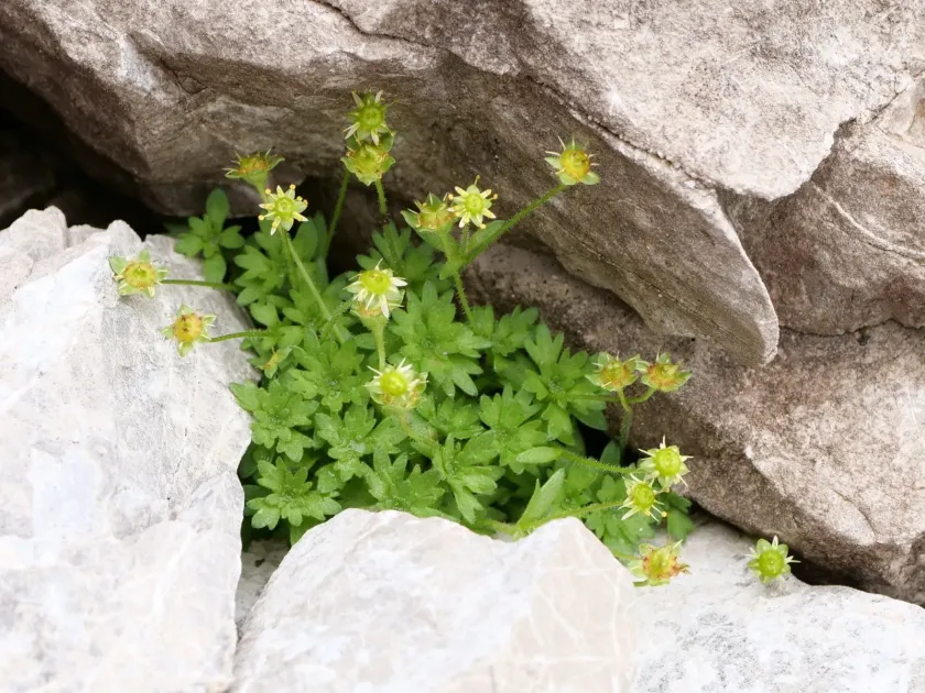 Saxifraga aphylla