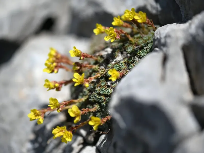 Aretioid saxifrage