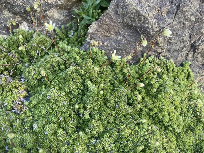 Mossy saxifrage
