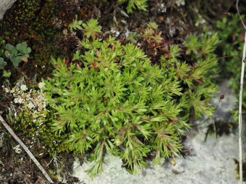 Saxifraga continentalis