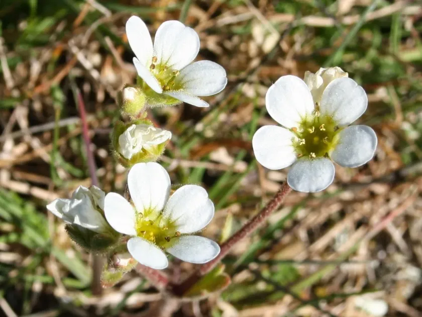 Cintra saxifrage