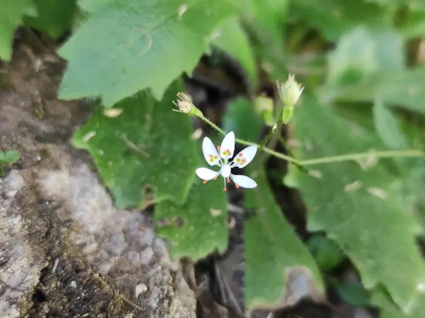 Micranthes clusii