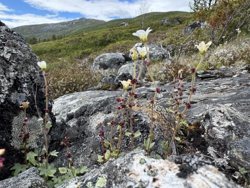 Drooping Saxifrage