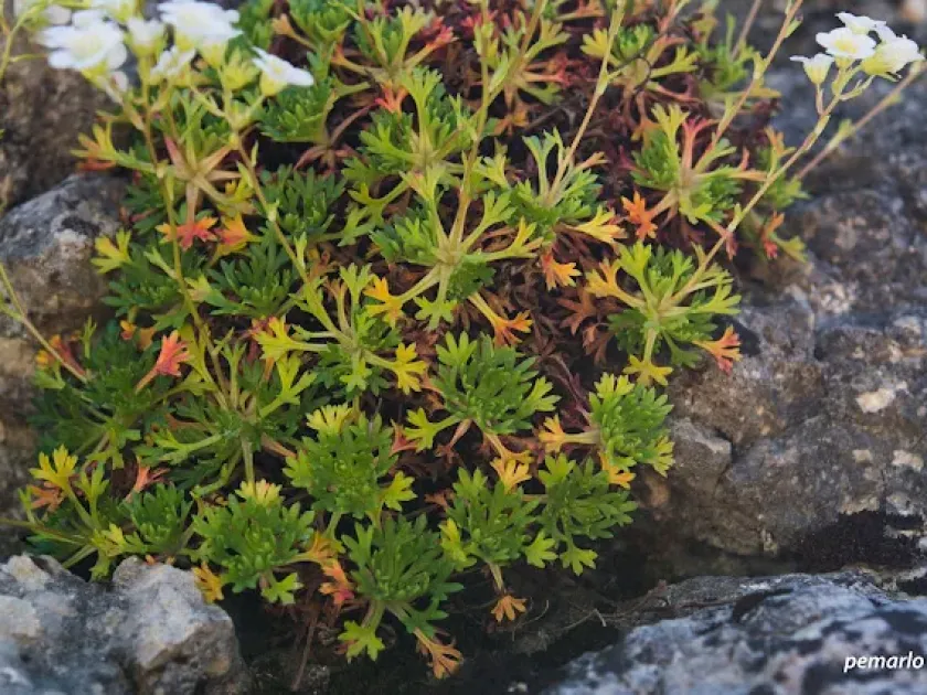 Saxifraga camposii