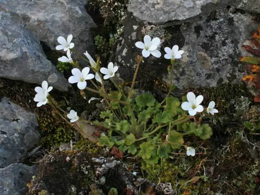 Corsican saxifrage