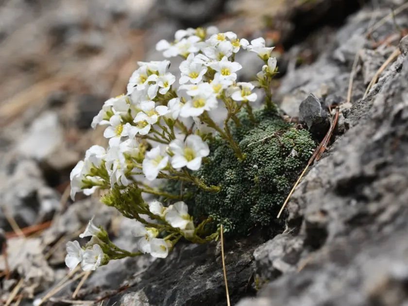 Saxifraga diapensioides