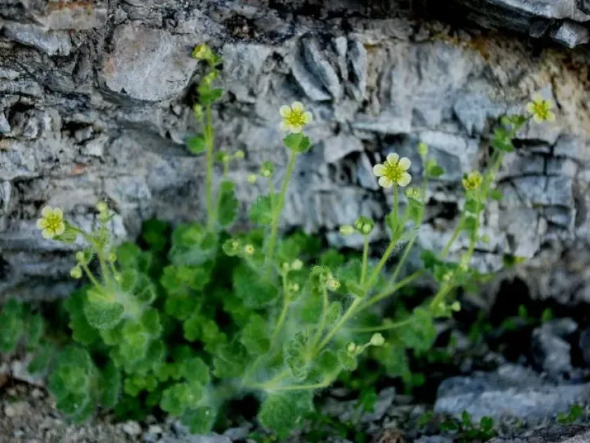 Saxifraga depressa