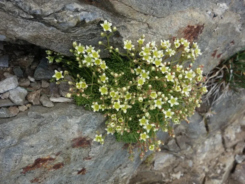 Musky saxifrage