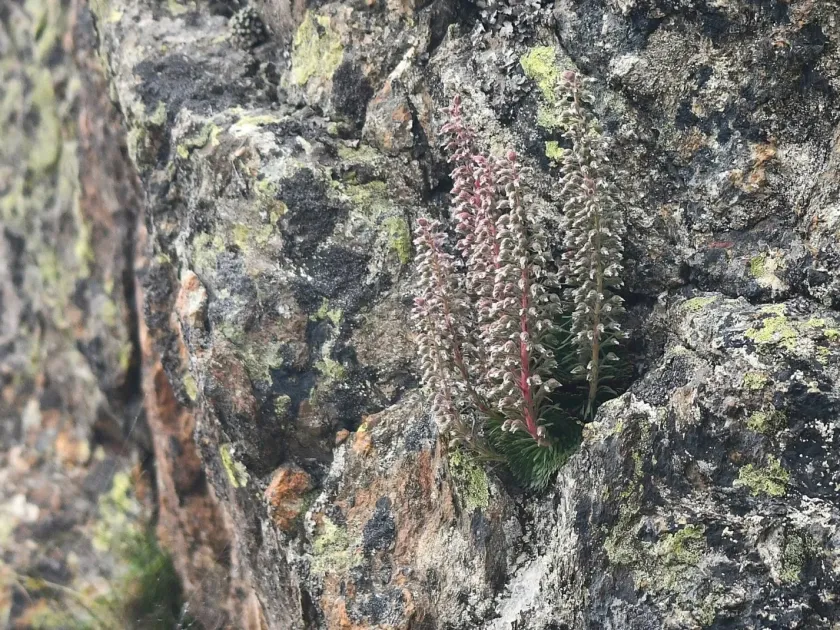 Saxifraga florulenta